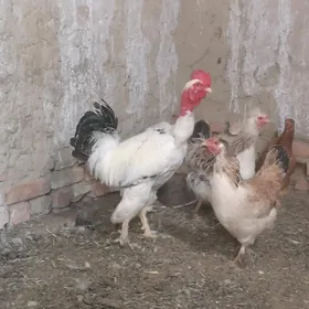 Brama horaz