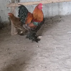 brama