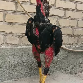 HORAZ JUYJE