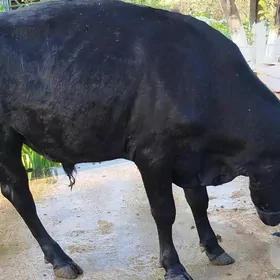 Ökuz 2+ ýaş