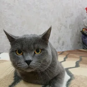 Ищем кошку