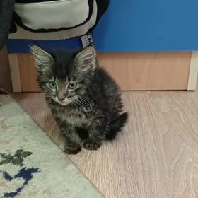 Котенок