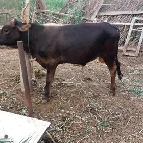 öküz