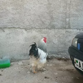 Brama horaz