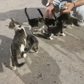Котята в добрые руки