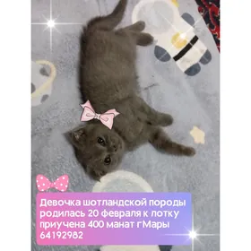 Котёнок