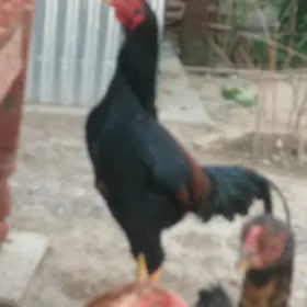 horoz