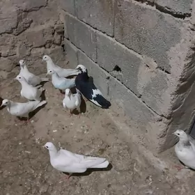 Satlyk kepderi