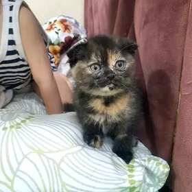 котёнок вислаухий