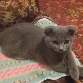 ВИСЛОУХИЙ КОТИК ШОТЛАНДЕЦ