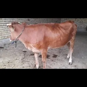Gulajyn