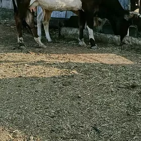 sygyr.