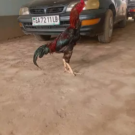 Horaz