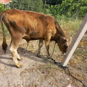 şiwes ökuz