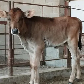 OKUZCE.