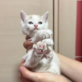 котегок