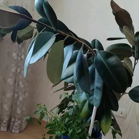 цветок"Черный принц"
