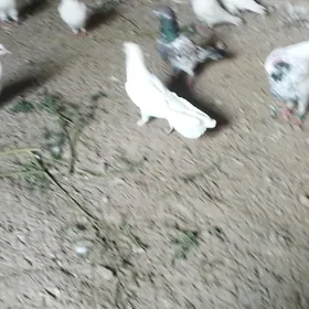 saposka ak