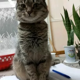 piṣik/ кошка