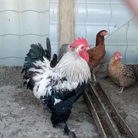 Brama Horaz