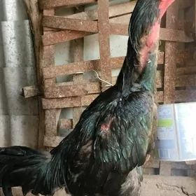horaz