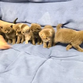 Шотландские Котята
