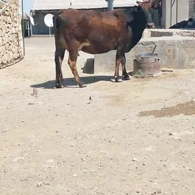 sygyr