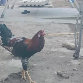 хораз