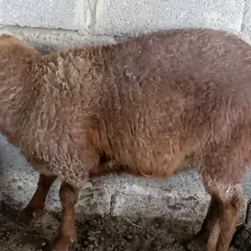 goyun berenos