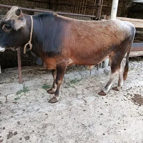 Şwet Öküz