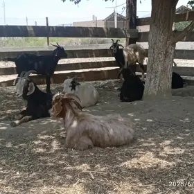 doğ erkeç