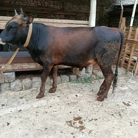 Öküz