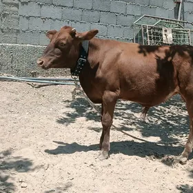 okuzce