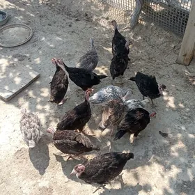 İnduk jüjesi