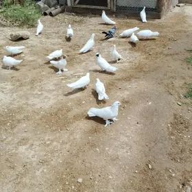 kepderi