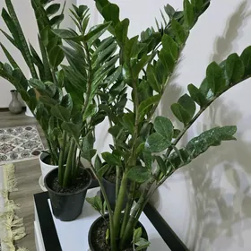 Замиокулькас доллоровая дерева