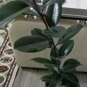 Фткус черный принц