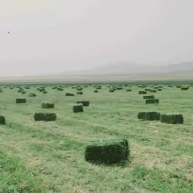 Yorunja