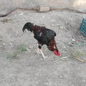 horaz