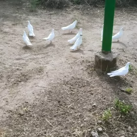 GIÑ GURUK KEPDERLER