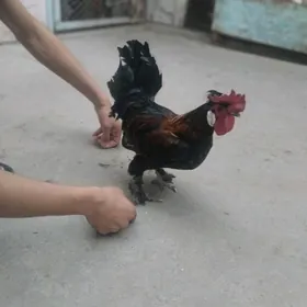 karlik horoz