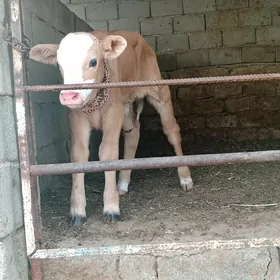 Öküzçe göle