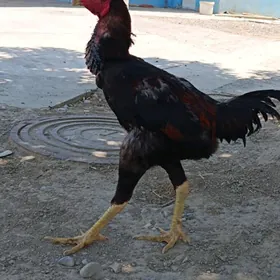 Taşkent horaz