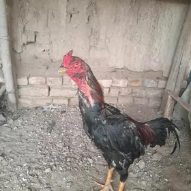 horaz