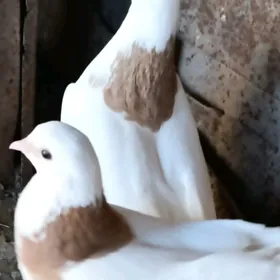jolty şeý