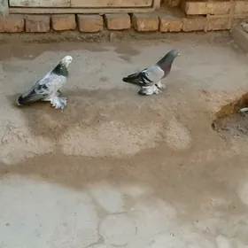 kepderi