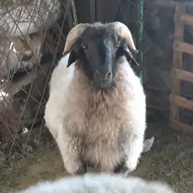 Goç