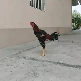 taşkent