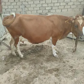 Sygyr bakyda duron