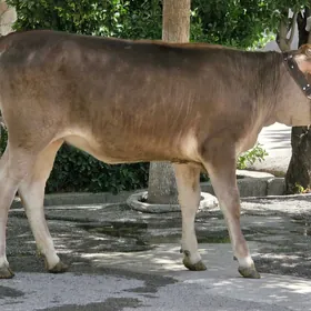 Şiwet Tuwe
